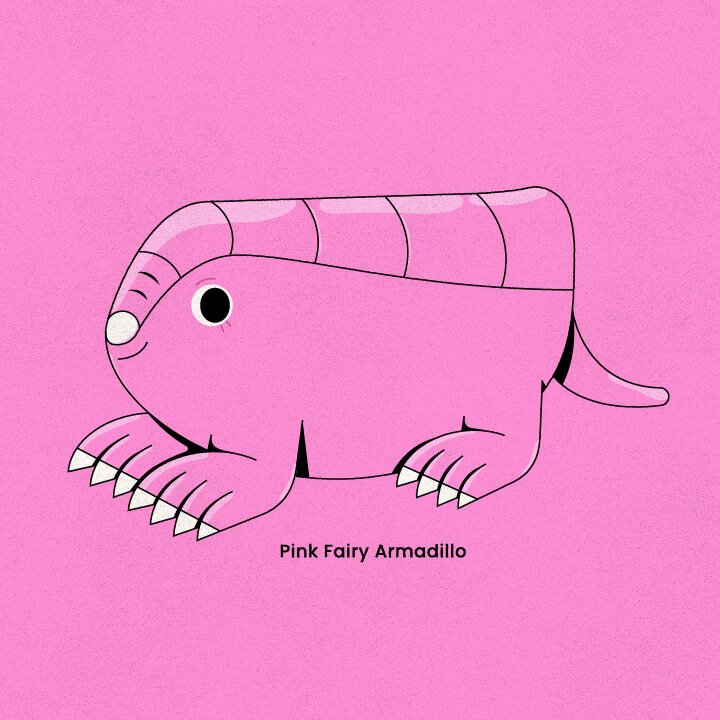 Pink Fairy Armadillo-01